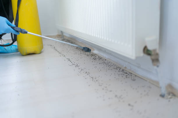 Best Termite Control Services  in Livonia, LA